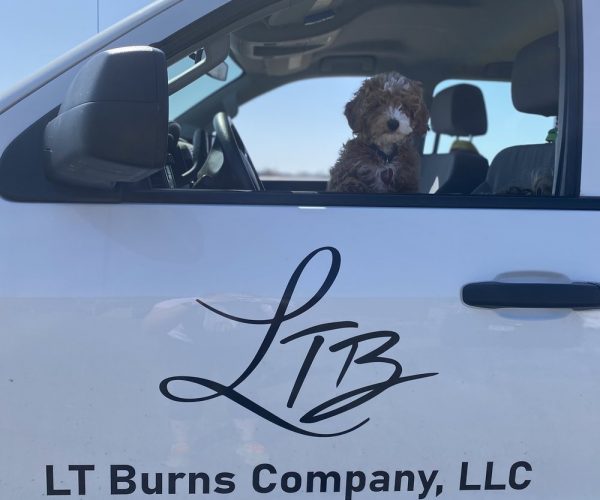 Dog in truck